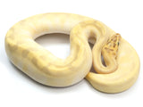Load image into Gallery viewer, 2021 Female Pastel Lesser Super Enchi Yellowbelly Malum ++ Ball Python
