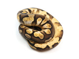 Load image into Gallery viewer, 2021 Female Pastel Sugar Possible Odium Ball Python.