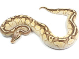 Load image into Gallery viewer, 2021 Female Super Pastel Bald Lucifer Ball Python.