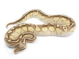 Load image into Gallery viewer, 2021 Female Super Pastel Bald Lucifer Ball Python.