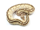 Load image into Gallery viewer, 2021 Female Super Pastel Bald Lucifer Ball Python.