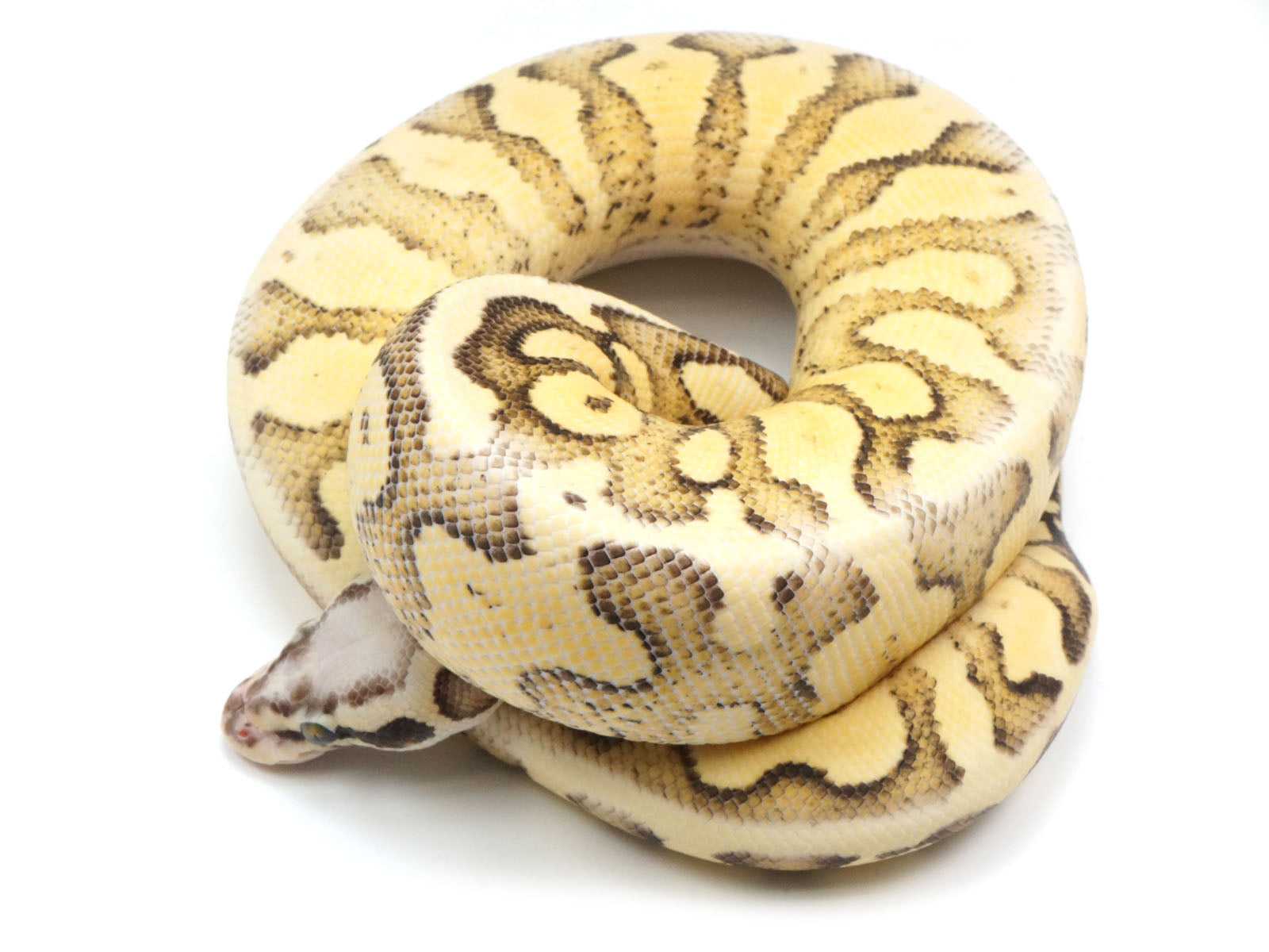 Super Pastel Ball Python Baby Male Super Pastel Pinstripe Ball Python