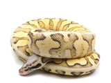 Load image into Gallery viewer, 2021 Female Super Pastel Yellowbelly Bald Super Fader Ball Python.