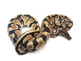 Load image into Gallery viewer, 2021 Male Bald Het Pied Ball Python