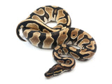 Load image into Gallery viewer, 2021 Male Bald Het Pied Ball Python