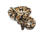 Load image into Gallery viewer, 2021 Male Bald Het Pied Ball Python