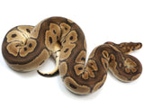 Load image into Gallery viewer, SALE! 2021 Male EMG Clown Possible Yellowbelly Possible Het Ghost Ball Python.