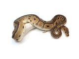 Load image into Gallery viewer, SALE! 2021 Male EMG Clown Possible Yellowbelly Possible Het Ghost Ball Python.