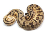 Load image into Gallery viewer, 2021 Male Enchi Crazy Pied Ball Python.