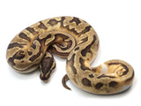 Load image into Gallery viewer, 2021 Male Enchi Crazy Pied Ball Python.