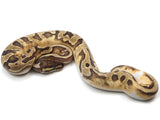 Load image into Gallery viewer, 2021 Male Enchi Crazy Pied Ball Python.