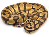 Load image into Gallery viewer, 2021 Male Enchi Pastel Ball Python