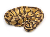 Load image into Gallery viewer, 2021 Male Enchi Pastel Ball Python