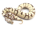 Load image into Gallery viewer, 2021 Male Fire Spider Pastel Confusion Ball Python.