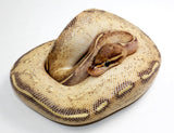 Load image into Gallery viewer, 2021 Male Freeway Ball Python