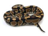 Load image into Gallery viewer, 2021 Male Het Clown Het Pied Ball Python