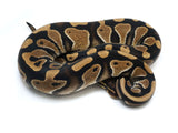 Load image into Gallery viewer, 2021 Male Het Clown Het Pied Ball Python