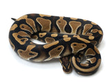 Load image into Gallery viewer, 2021 Male Het Clown Het Pied Ball Python