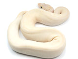 Load image into Gallery viewer, SALE! 2021 Male Ivory Bald ++ Ball Python.