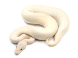 Load image into Gallery viewer, SALE! 2021 Male Ivory Bald ++ Ball Python.