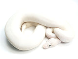 Load image into Gallery viewer, 2021 Male Ivory + Ball Python.