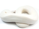 Load image into Gallery viewer, 2021 Male Ivory + Ball Python.