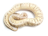 Load image into Gallery viewer, 2021 Male Lucifer Enchi Super Inferno Fader Het Desert Ghost Het Clown.