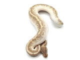 Load image into Gallery viewer, 2021 Male Odium Beast Ball Python.