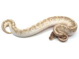 Load image into Gallery viewer, 2021 Male Odium Beast Ball Python.