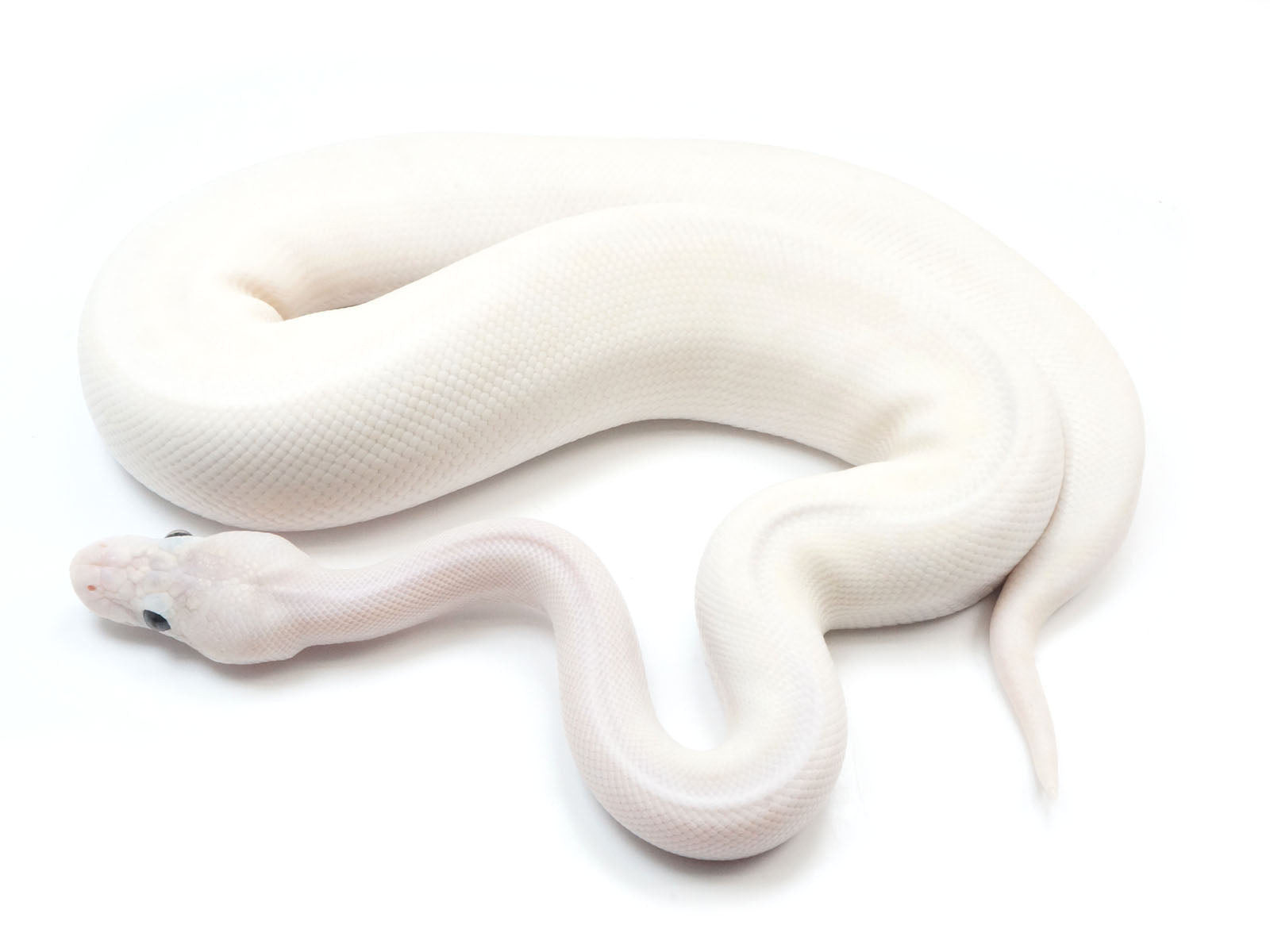 2021 Male Orion Bald Lesser Bee Ball Python – New England Reptile - NERD