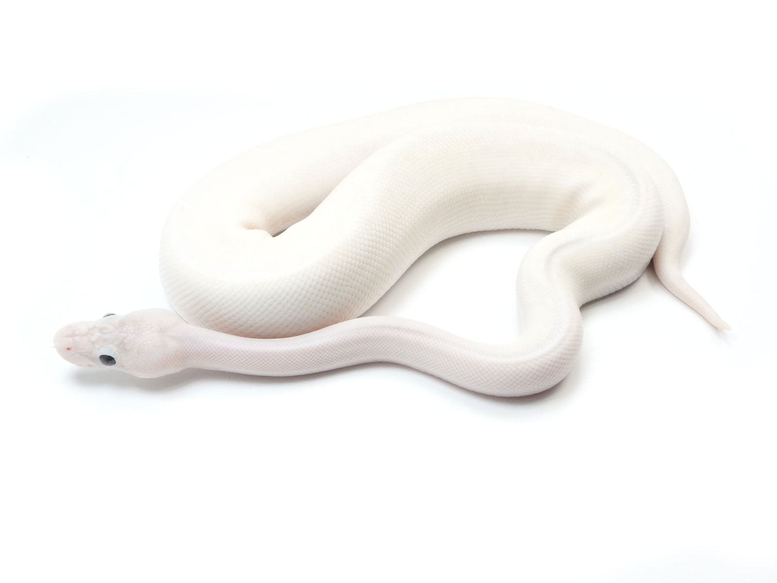 2021 Male Orion Bald Lesser Bee Ball Python – New England Reptile - NERD