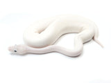 Load image into Gallery viewer, 2021 Male Orion Bald Lesser Bee Ball Python. 