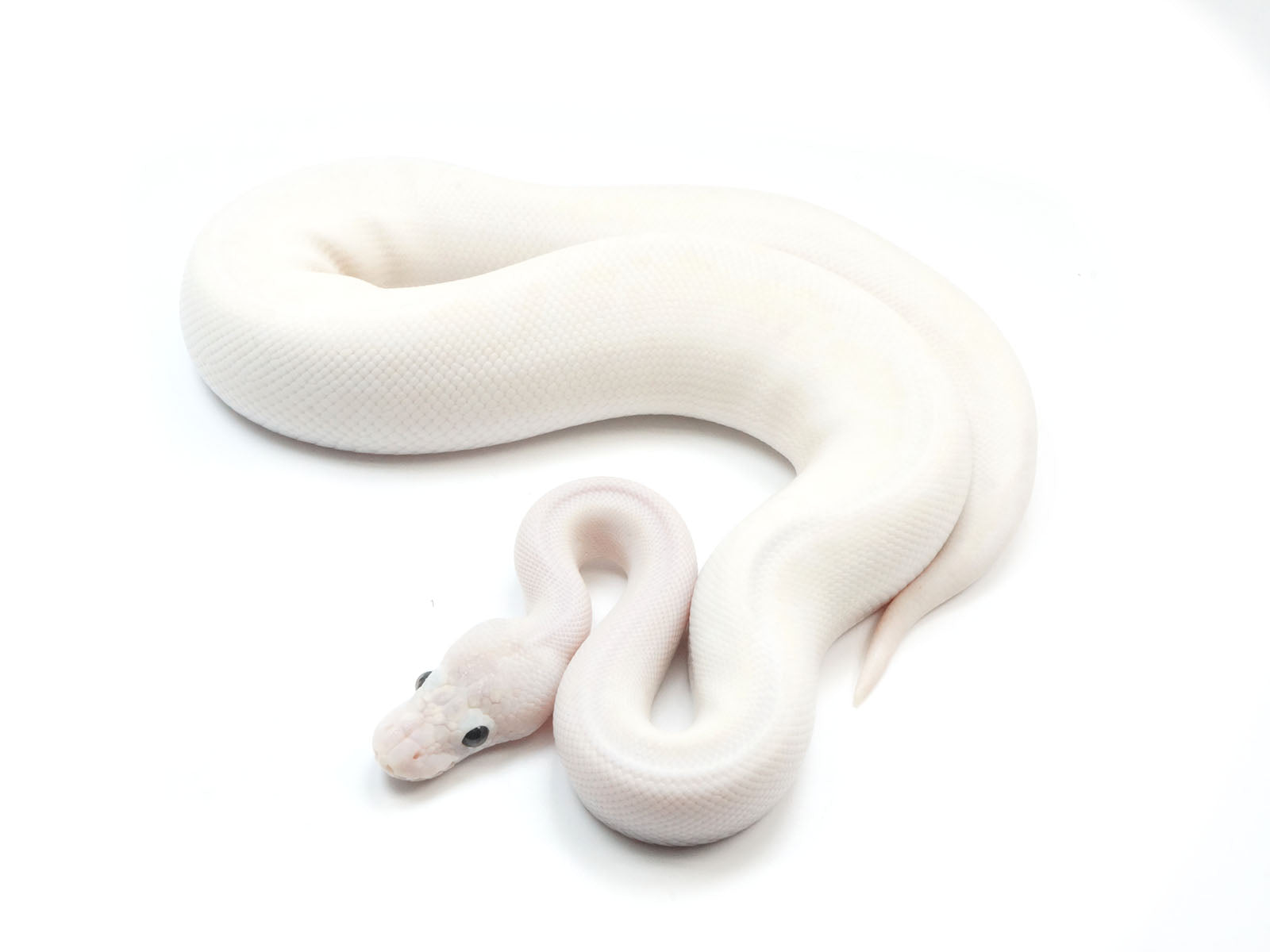 2021 Male Orion Bald Lesser Bee Ball Python – New England Reptile - NERD