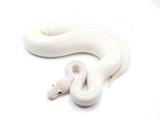 Load image into Gallery viewer, 2021 Male Orion Bald Lesser Bee Ball Python. 