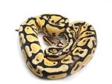 Load image into Gallery viewer, 2021 Male Pastel Bald Possible Yellowbelly/Spector Ball Python