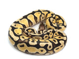 Load image into Gallery viewer, 2021 Male Pastel Bald Possible Yellowbelly/Spector Ball Python