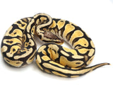 Load image into Gallery viewer, 2021 Male Pastel Bald Possible Yellowbelly/Spector Ball Python