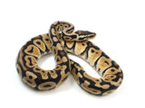 Load image into Gallery viewer, 2021 Male Pastel Het Desert Ghost Het Clown Ball Python.