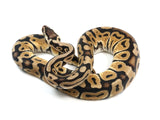 Load image into Gallery viewer, 2021 Male Pastel Het Desert Ghost Het Clown Ball Python.