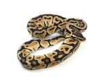 Load image into Gallery viewer, 2021 Male Pastel Het Desert Ghost Het Clown Ball Python.