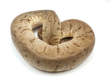 Load image into Gallery viewer, 2021 Male Pastel Hidden Gene Woma Granite EMG Clown Ball Python.
