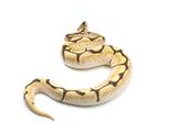 Load image into Gallery viewer, SALE! 2021 Male Spider Bald Yellowbelly/Specter Ball Python.