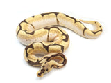 Load image into Gallery viewer, SALE! 2021 Male Spider Bald Yellowbelly/Specter Ball Python.