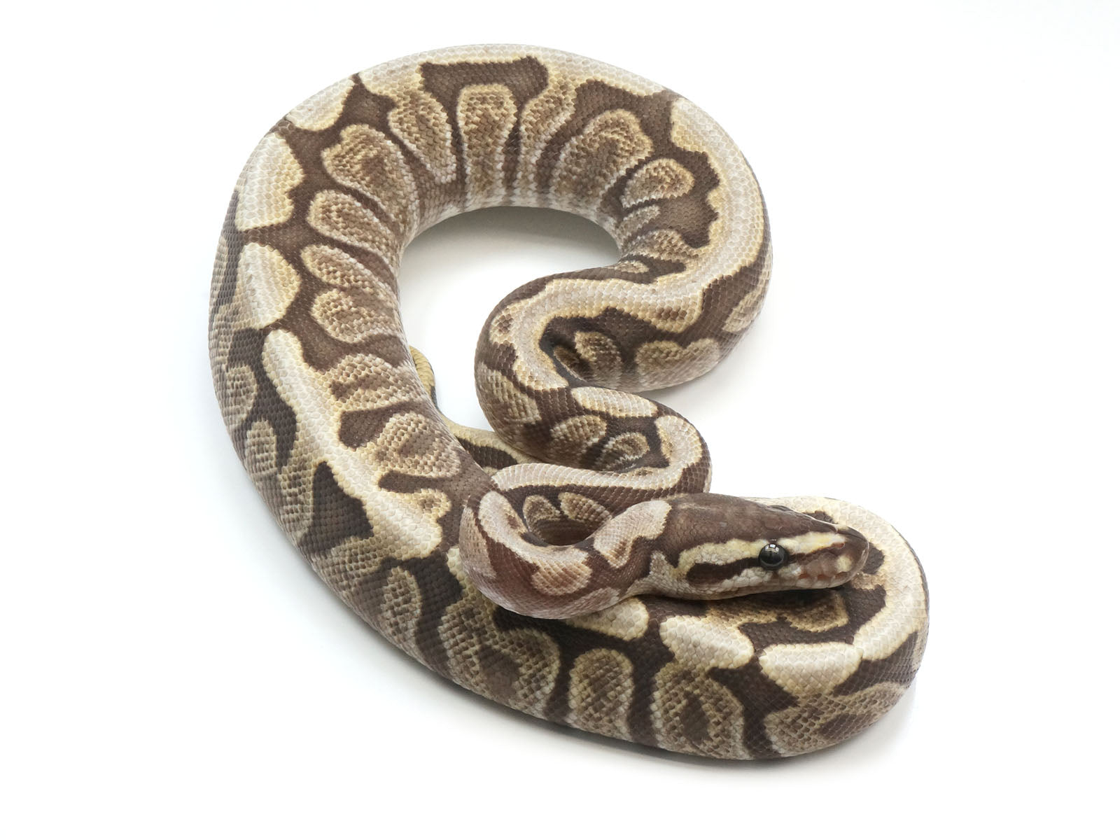 Spider Boa Python Butter Spider Ball Python