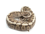 Load image into Gallery viewer, 2021 Male Spider Mojave GHI Ball Python.
