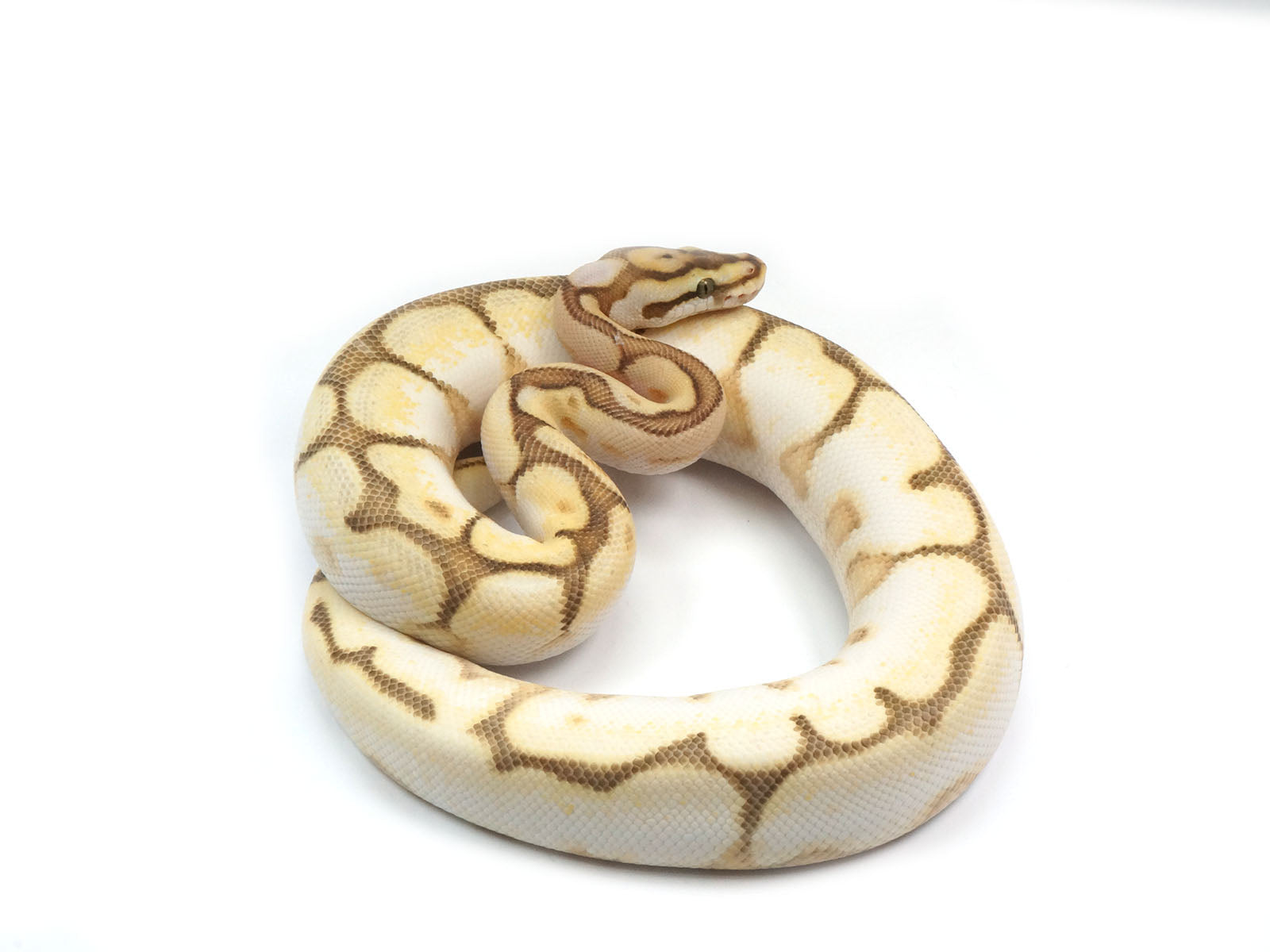 Super Butter Ball Python