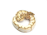 Load image into Gallery viewer, 2021 Male Super Bald Lesser Lucifer Yellowbelly Fader Spider Ball Python.
