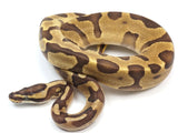 Load image into Gallery viewer, 2021 Male Super Enchi + From Bald Ball Python.