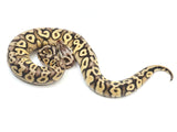Load image into Gallery viewer, 2021 Male Super Pastel Lucifer Yellowbelly Het Desert Ghost Het Clown Ball Python.