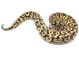 Load image into Gallery viewer, 2021 Male Super Pastel Lucifer Yellowbelly Het Desert Ghost Het Clown Ball Python.